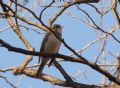 Emberiza rustica